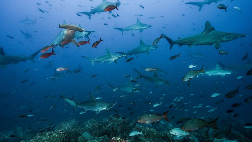 Isla del Coco: 40 años como un histórico y espectacular Parque Nacional