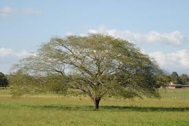 ¿Sabe usted cuál es el origen de la palabra Guanacaste?