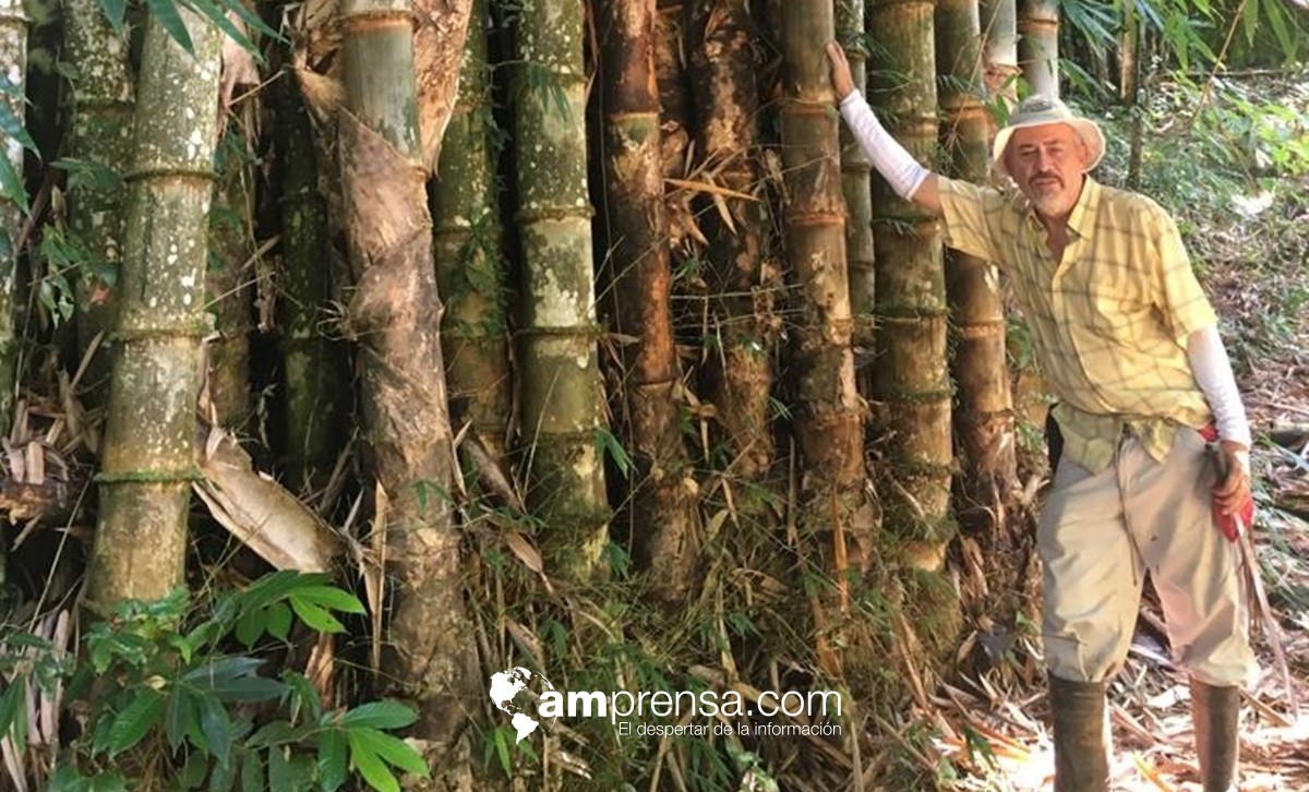 Promueven uso del bambú para lograr un futuro más sostenible en Costa Rica