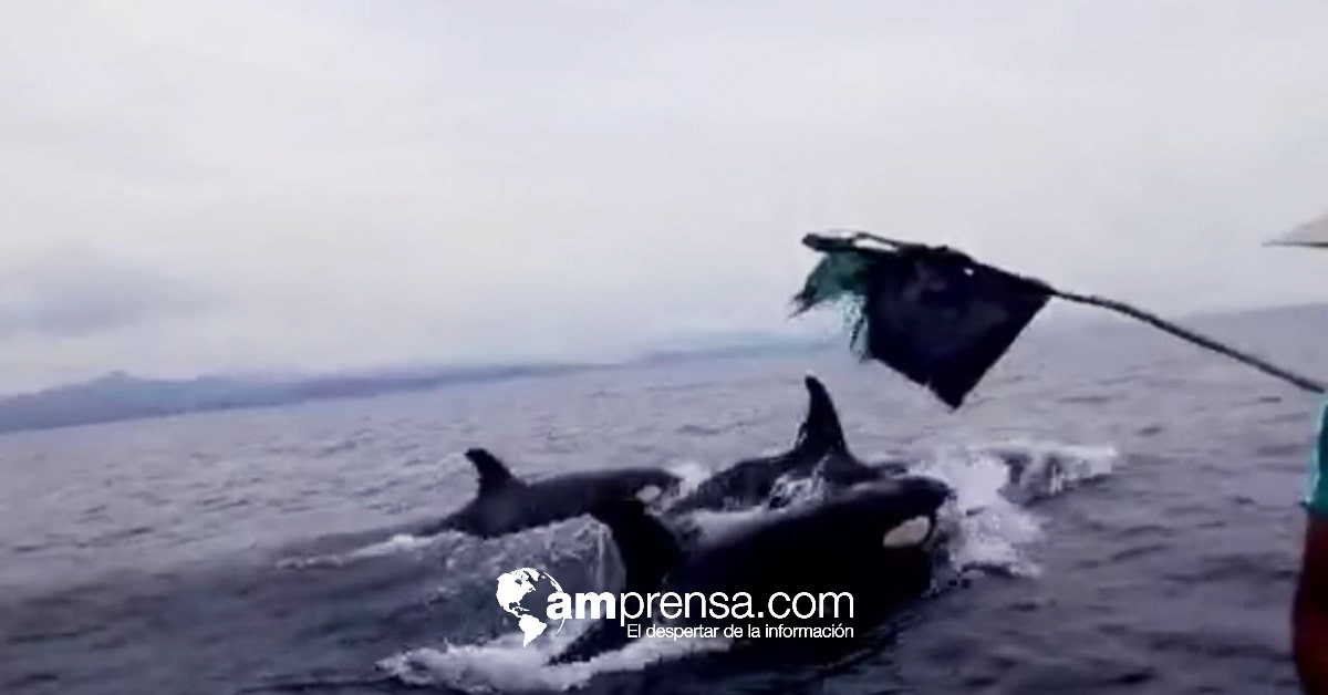 (Vídeo) ¿Efecto pandemia? Pescador se topa con hermosas ballenas orca en Nosara