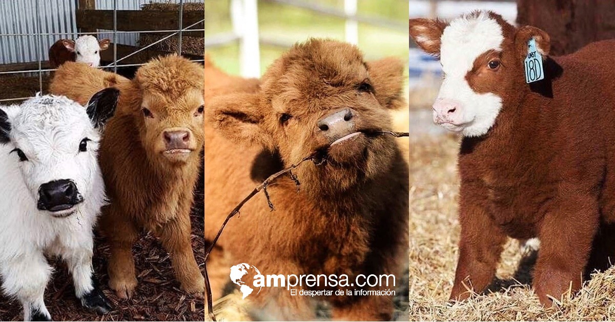 (Fotos) Una nueva moda: producción de “Vacas de peluche” del tamaño de una mascota
