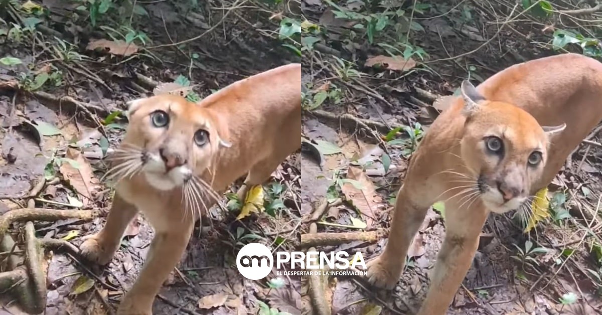 (Vídeo) Voluntaria del Parque Nacional Corcovado se topa con hermoso puma
