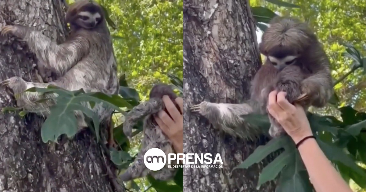 (Video) Rescatistas lograron reunir a un oso perezoso bebé con su mamá