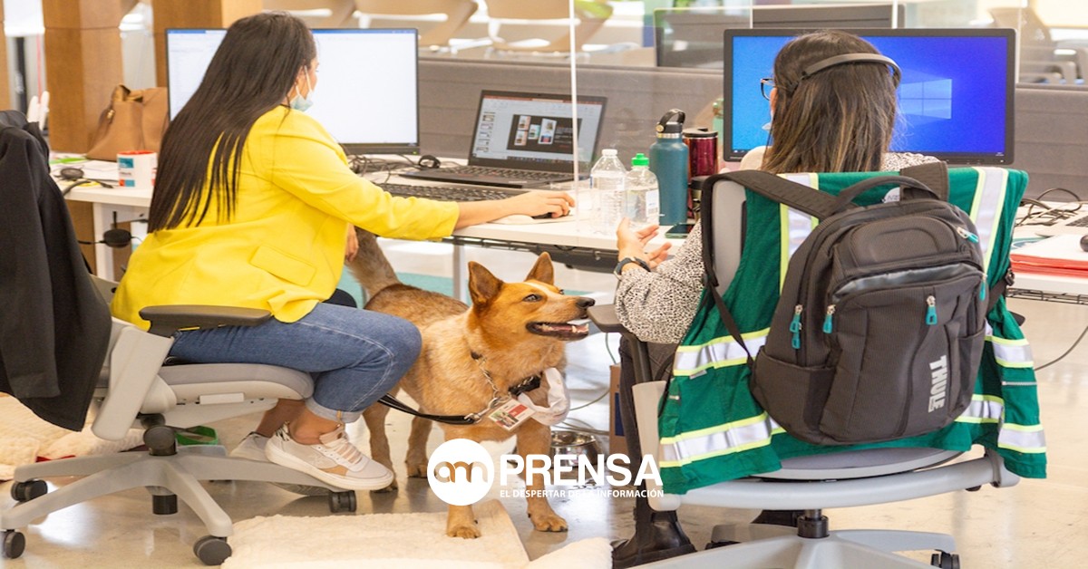 Llevar su perro al trabajo le ayudaría a tener un mejor rendimiento laboral
